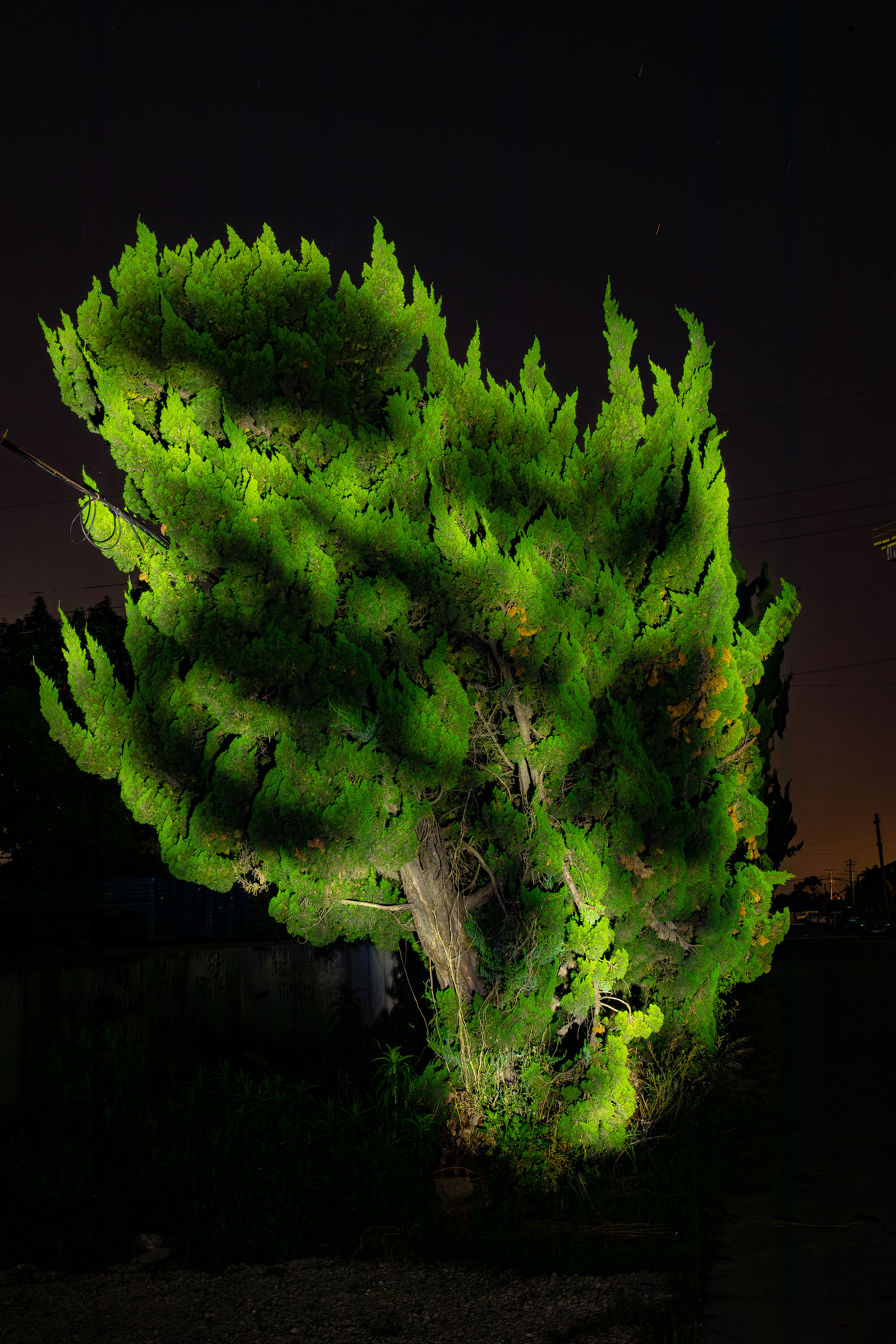 17、肖嘉伟《黑夜里被照亮的树-10》收藏级艺术微喷 163×120cm 2023年