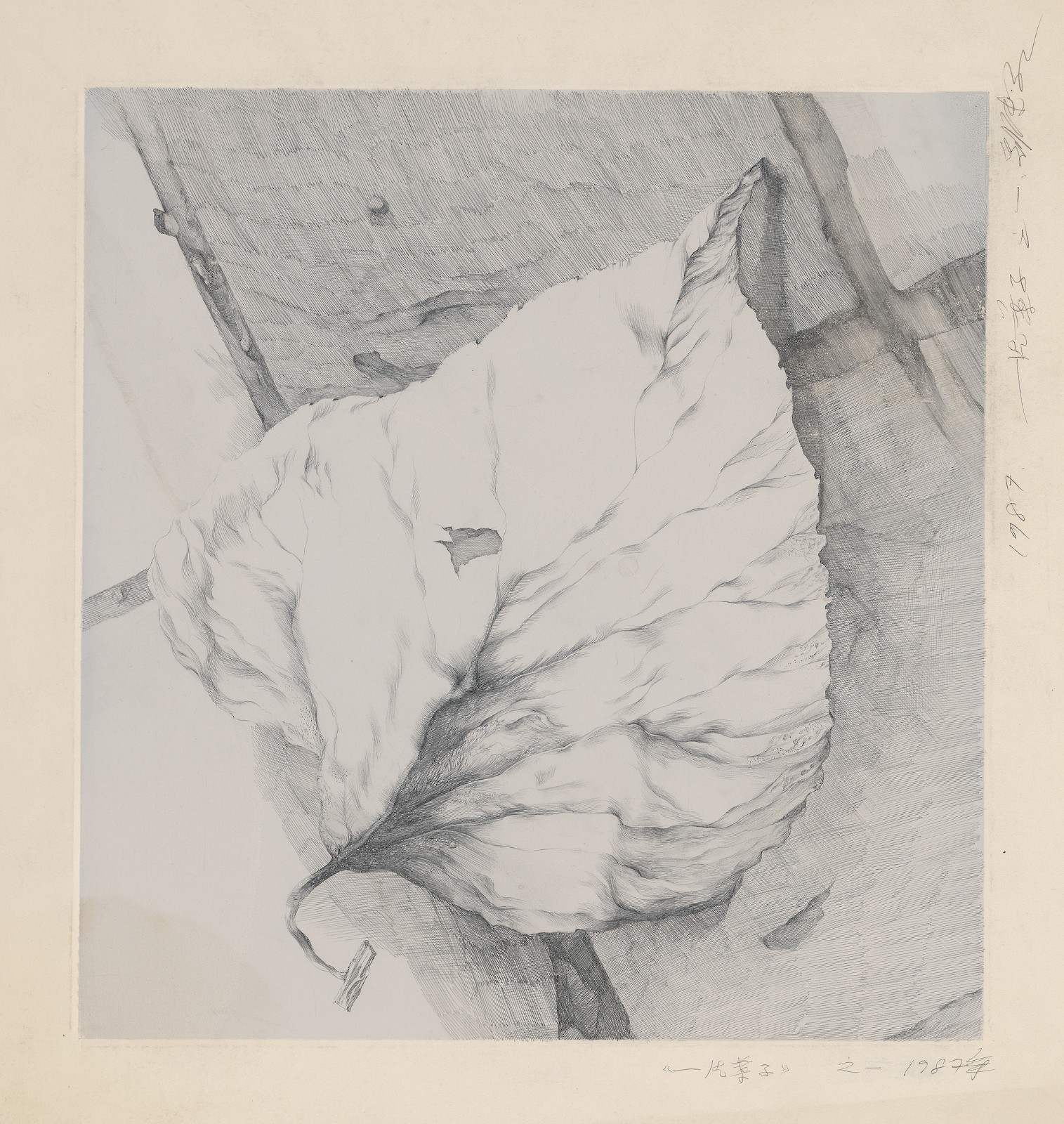 《一片叶子-1》，纸本铅笔，40 × 40 cm，1987