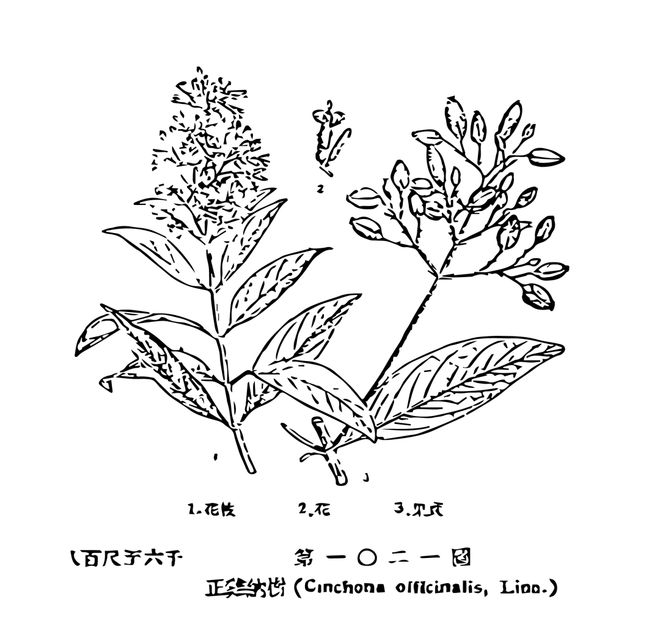 附身重拾对自然与细微之处的感知 长征空间「植物远征」正在呈现