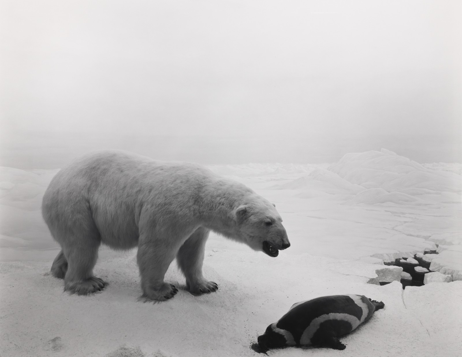 10杉本博司，《北极熊》，1976，明胶银盐相纸，119.4× 149.2 cm。© Hiroshi Sugimoto，图片由艺术家提供。