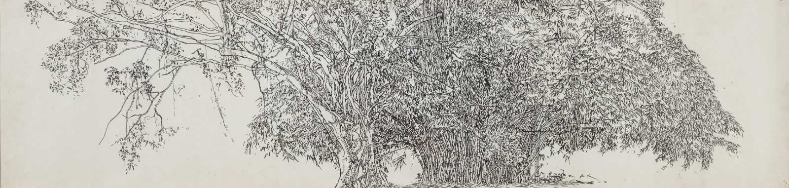 5 《云南植物写生之三》，纸本钢笔，28 × 109 cm，1978